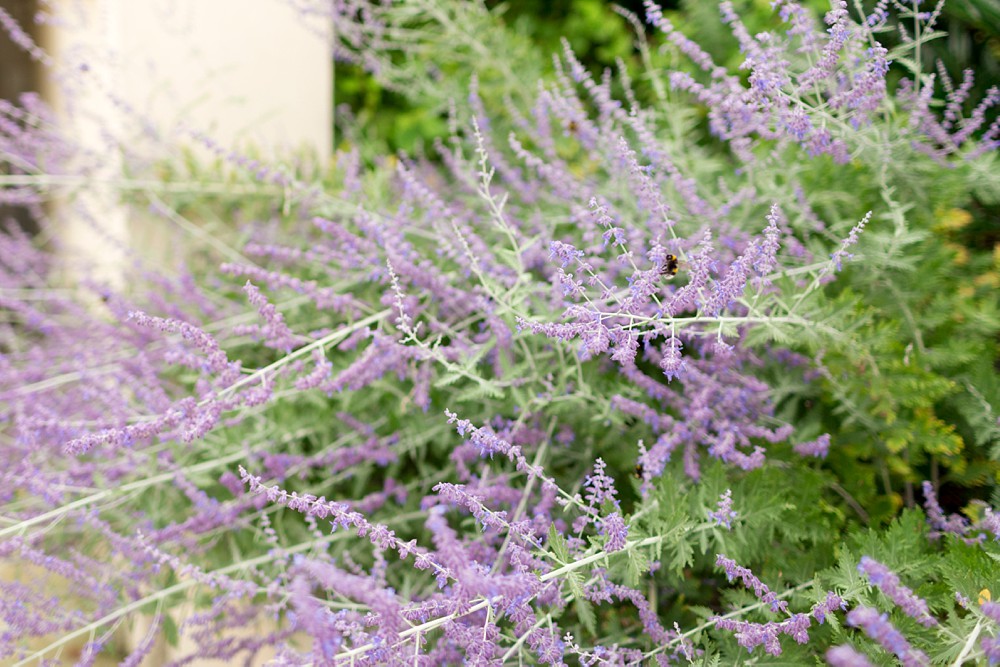 Lavender on the streets of Le Chesnay in Paris